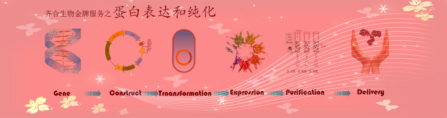 原核蛋白表达和纯化