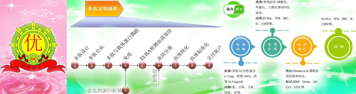 多克隆抗体定制